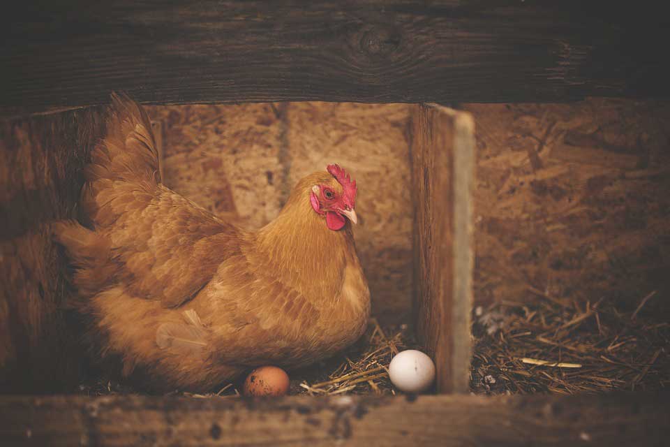 Gallina